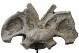 Massive, Apatosaurus Cervical Vertebra On Stand - Colorado #109178-7